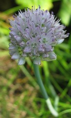 Allium angulosum