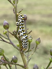 Cucullia scrophulariae