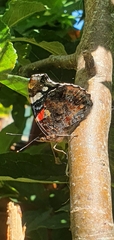 Vanessa atalanta