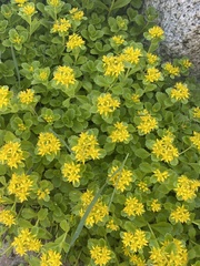 Phedimus kamtschaticus