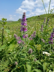 Stachys balansae
