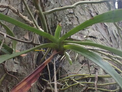 Cyrtorchis arcuata