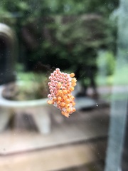 Nanophyes