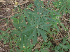 Euphorbia kraussiana