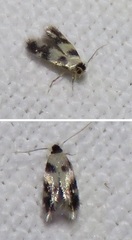Etainia decentella