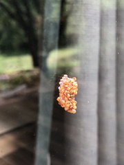 Nanophyes
