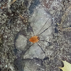 Leiobunum calcar