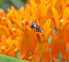 Hylaeus leptocephalus
