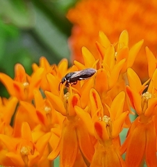Hylaeus leptocephalus