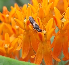 Hylaeus leptocephalus
