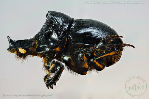 Dichotomius cotopaxi · iNaturalist United Kingdom