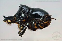 Dichotomius cotopaxi