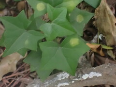 Senecio macroglossus
