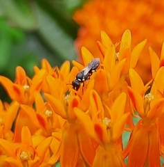 Hylaeus leptocephalus