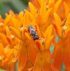 Hylaeus leptocephalus