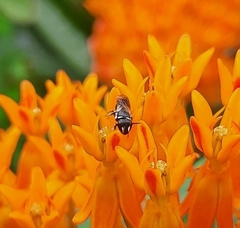 Hylaeus leptocephalus