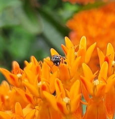 Hylaeus leptocephalus