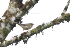 Metopothrix aurantiaca