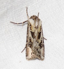 Agrotis vestigialis