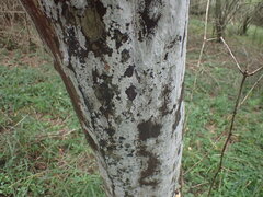 Ochna arborea