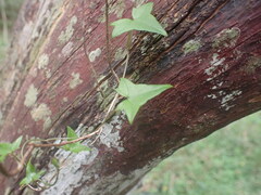 Senecio macroglossus