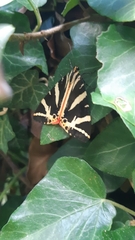 Euplagia quadripunctaria