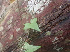 Senecio macroglossus