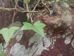 Senecio macroglossus