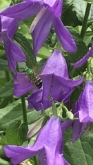 Agapostemon virescens