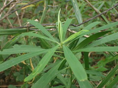 Euphorbia kraussiana
