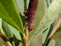 Catocala badia coelebs