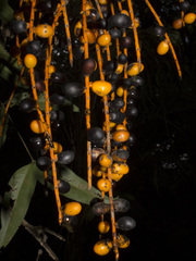 Chamaedorea woodsoniana, photograph (c) Ángela Patricia Rojas Cortés, some rights reserved (CC BY-SA)