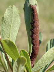 Catocala badia coelebs