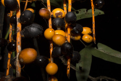 Chamaedorea woodsoniana, photograph (c) Ángela Patricia Rojas Cortés, some rights reserved (CC BY-SA)