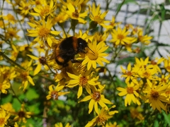 Bombus