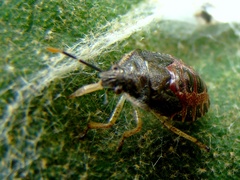 Podisus tinctus