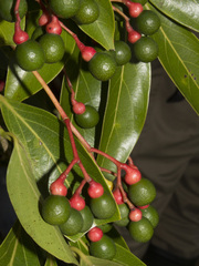 Damburneya salicifolia