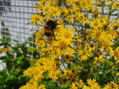 Bombus