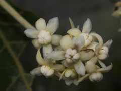 Ocotea verticillata