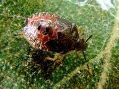 Podisus tinctus