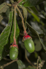 Ocotea verticillata