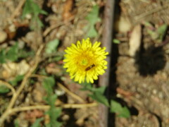 Toxomerus marginatus