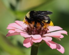 Bombus pensylvanicus