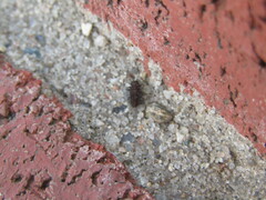 Chilocorus bipustulatus