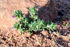 Oxalis hirta polioeides