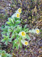 Geum glaciale
