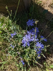 Cichorium intybus