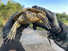 Trachemys decussata