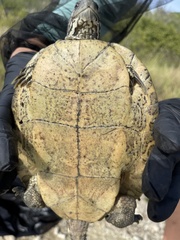 Trachemys decussata