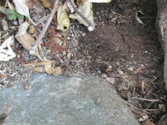 Conoderus vespertinus